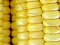 We offer plant breeding and commercial seed production for conventional, specialty, and transgenic corn