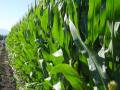 Corn
