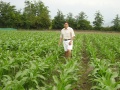 Corn