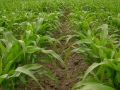 Corn