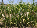 Corn