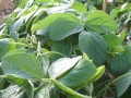 Soybeans