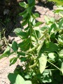 Soybeans